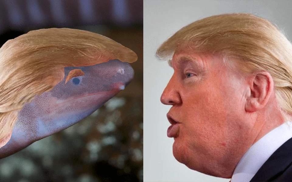 Τυφλό γυαλιστερό αμφίβιο χωρίς πόδια πήρε το όνομα του Ντόναλντ Τραμπ (εικόνες)